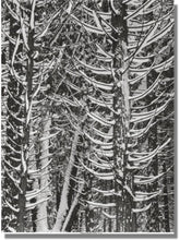 Load image into Gallery viewer, Ansel Adams &quot;Yosemite&quot; Print
