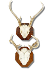 Load image into Gallery viewer, Pair of Antlers

