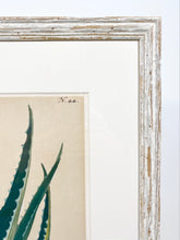Load image into Gallery viewer, 19th c. Hand Tinted Botanicals
