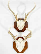 Load image into Gallery viewer, Pair of Antlers
